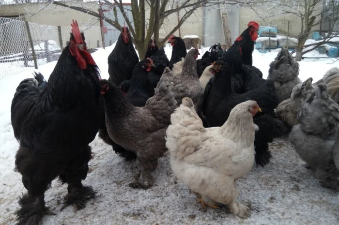 Кохинхин, куры, петухи, цыплята, яйца- фото № 1