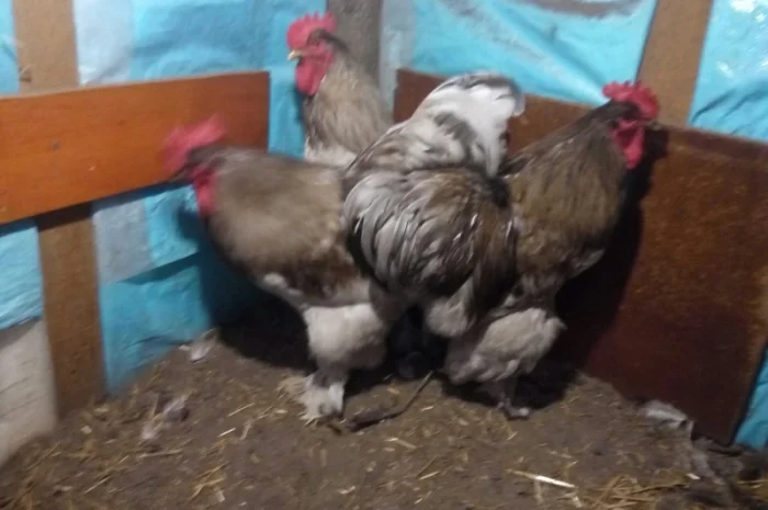 Кохинхин, куры, петухи, цыплята, яйца- фото № 4