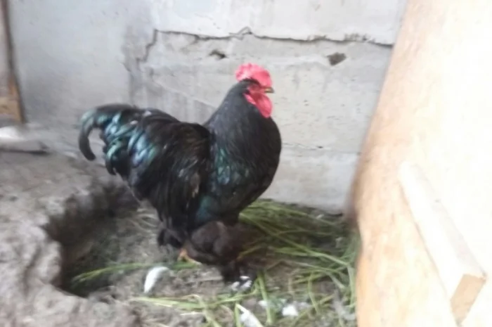 Кохинхин, куры, петухи, цыплята, яйца- фото № 5