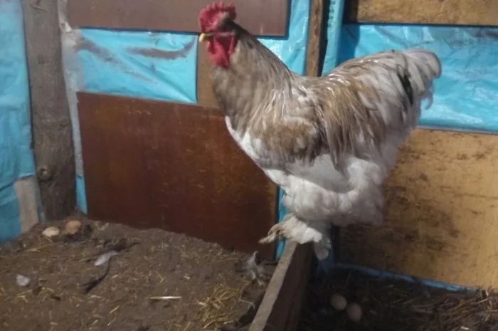 Кохинхин, куры, петухи, цыплята, яйца- фото № 6
