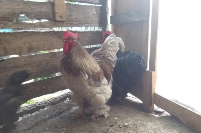 Кохинхин, куры, петухи, цыплята, яйца- фото № 3