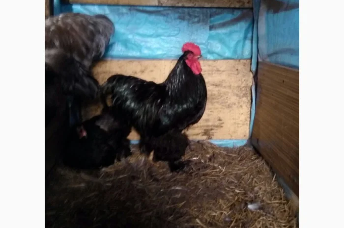 Кохинхин, куры, петухи, цыплята, яйца- фото № 7