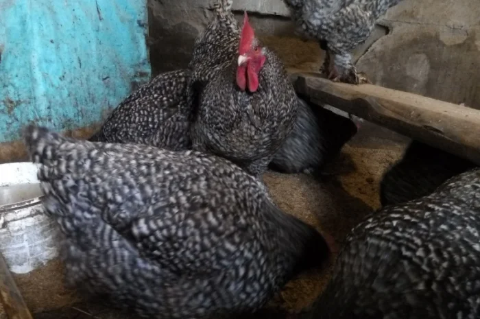 Мехеленская кукушка (кукушистого и белого окраса)- фото № 2