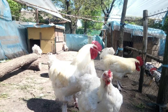 Мехеленская кукушка (кукушистого и белого окраса)- фото № 3