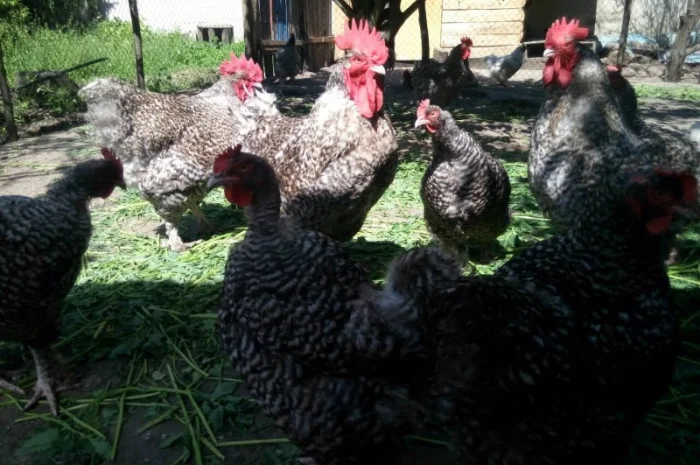 Мехеленская кукушка (кукушистого и белого окраса)- фото № 4