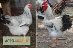 Цыплята Редбро (Redbro), Мастер Грей. суточные и подрощенные- фото № 2