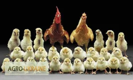 Цыплята- фото № 1