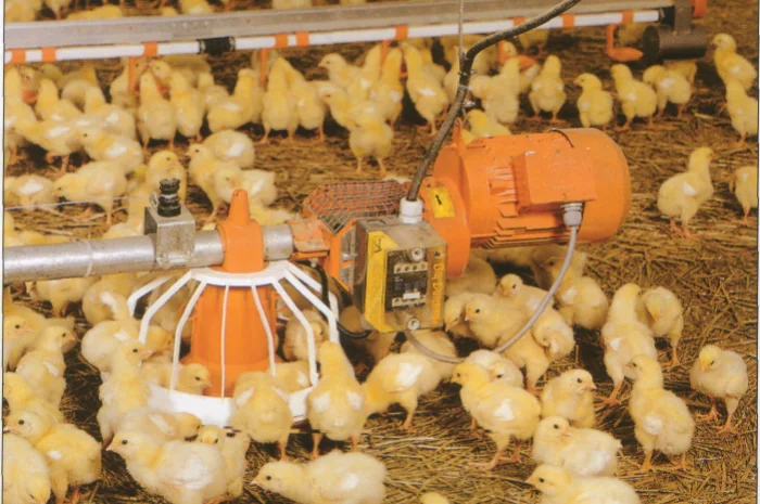 Цыплята- фото № 9