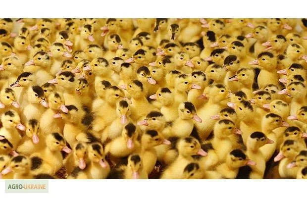 Цыплята, утята, гусята, индюшата. Суточные и подрощенные. Опт розница- фото № 9
