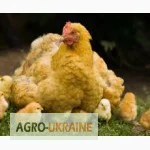 Цыплята, утята, гусята, индюшата. Суточные и подрощенные. Опт розница- фото № 2