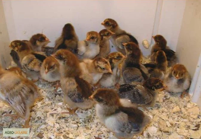 Цыплята, утята, гусята, индюшата. Суточные и подрощенные. Опт розница- фото № 3