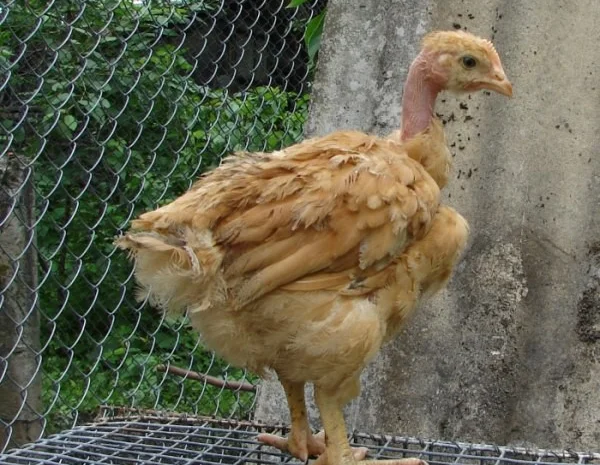 Цыплята, утята, гусята, индюшата. Суточные и подрощенные. Опт розница- фото № 4