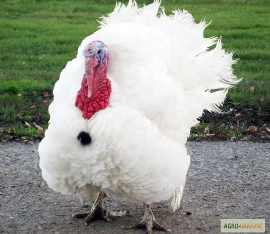 Цыплята, утята, гусята, индюшата. Суточные и подрощенные. Опт розница- фото № 7