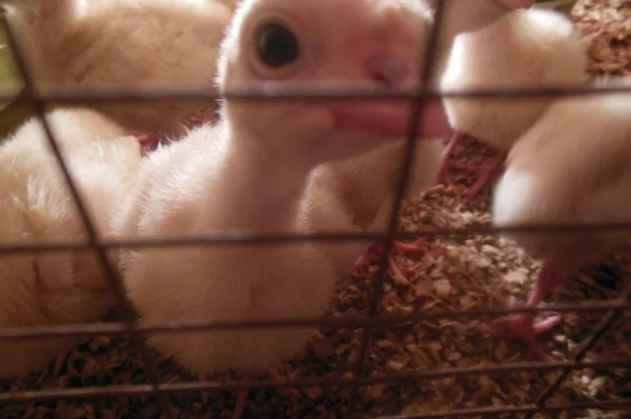 Цыплята, утята, гусята, индюшата. Суточные и подрощенные. Опт розница- фото № 8