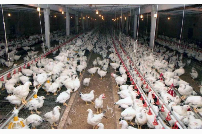 Куры несушки- фото № 2