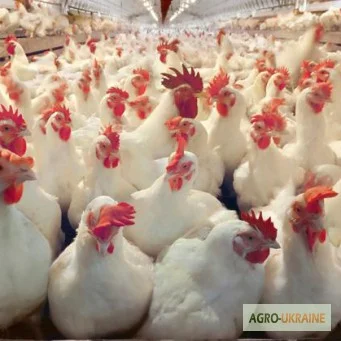 Куры несушки- фото № 3