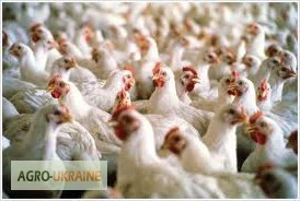 Куры несушки- фото № 4