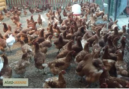 Куры несушки- фото № 5