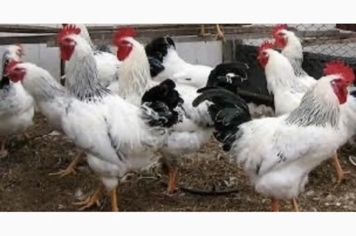 Куры Ломан Браун, несушка. Доставка- фото № 1