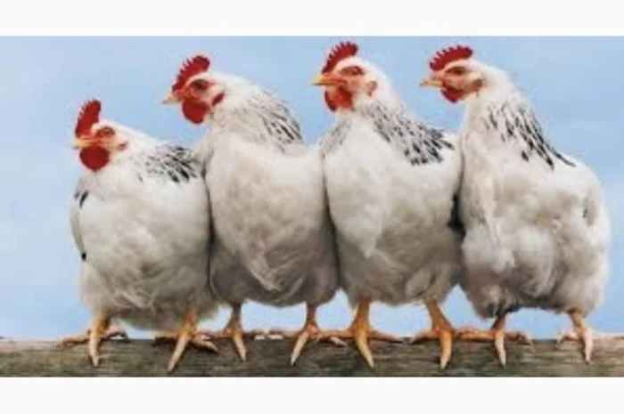 Куры Ломан Браун, несушка. Доставка- фото № 2