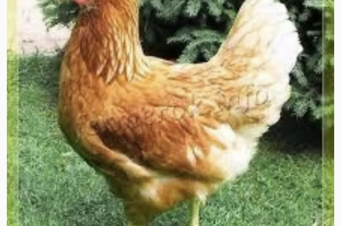 Куры Ломан Браун, несушка. Доставка- фото № 3