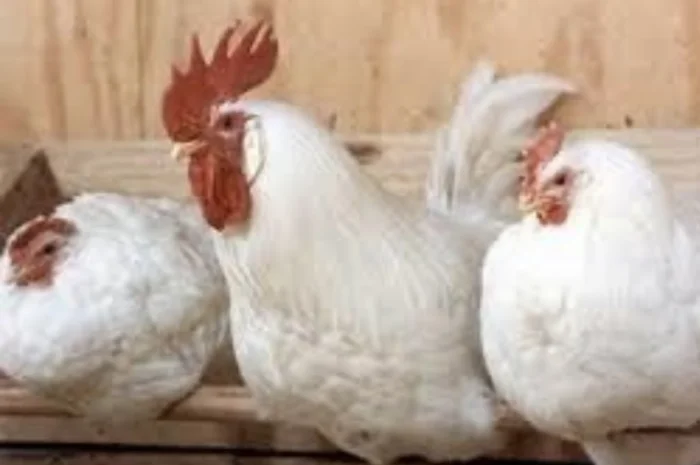 Куры Ломан Браун, несушка. Доставка- фото № 4