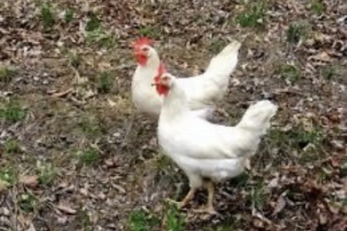 Куры Ломан Браун, несушка. Доставка- фото № 5