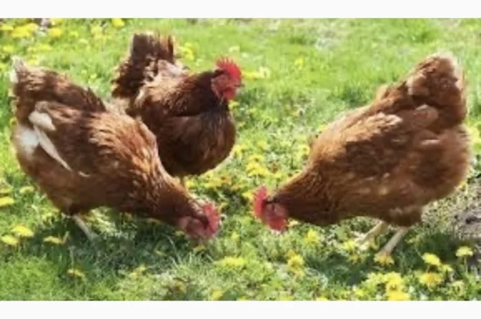 Куры Ломан Браун, несушка. Доставка- фото № 6