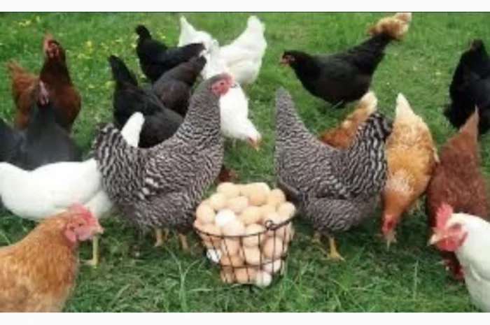 Куры Ломан Браун, несушка. Доставка- фото № 8