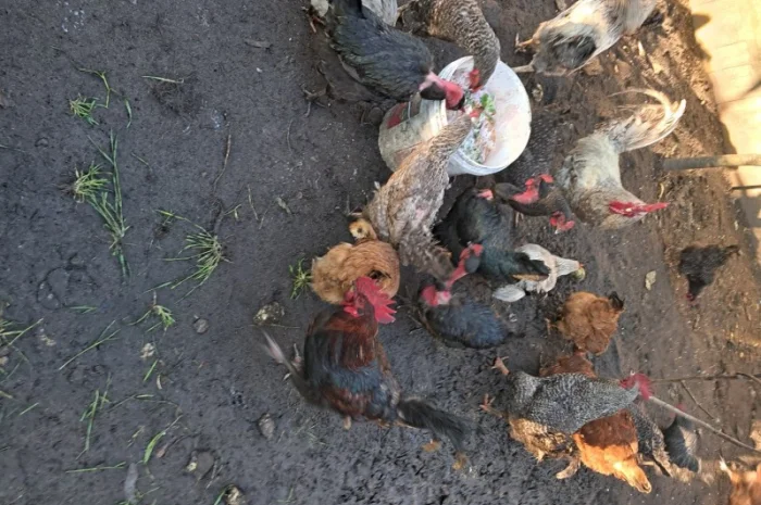 Продаю курей- фото № 1