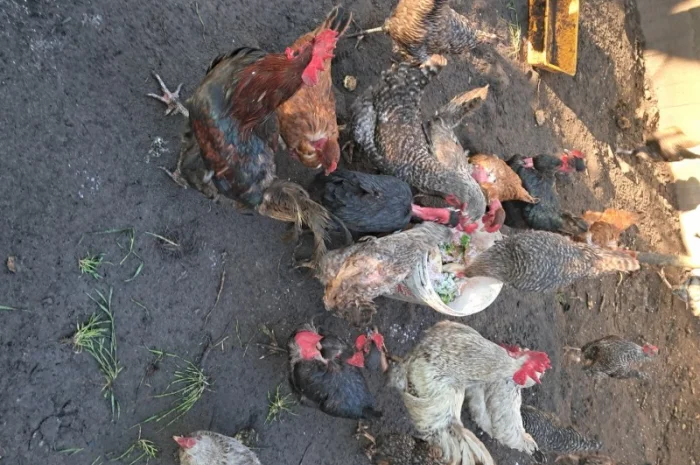 Продаю курей- фото № 2