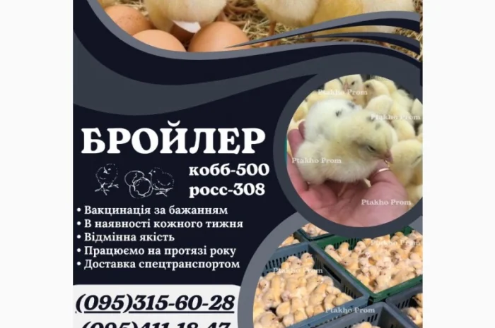Ціплята добовий Бройлер КОБ-500- фото № 1