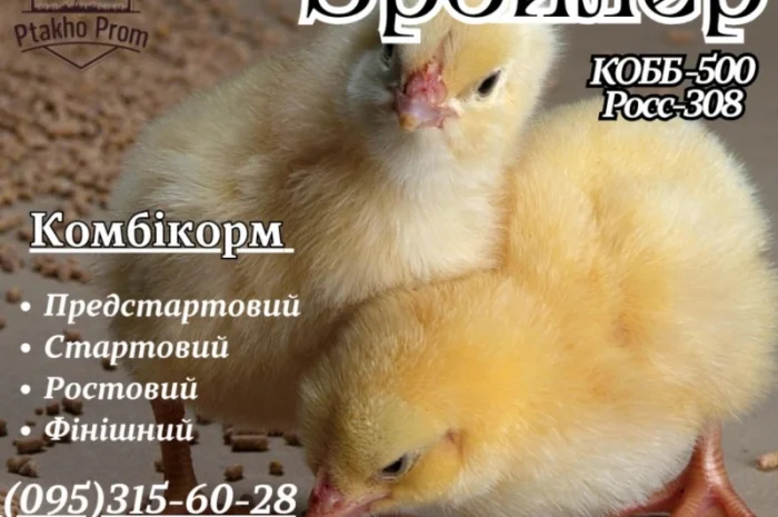 Ціплята добовий Бройлер КОБ-500- фото № 2