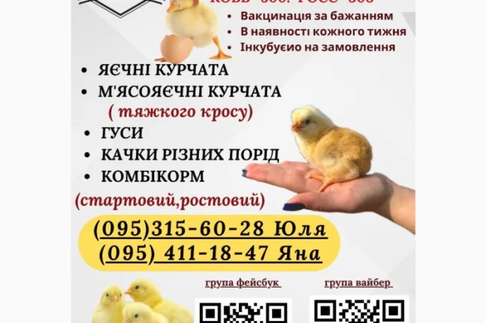 Ціплята добовий Бройлер КОБ-500- фото № 3