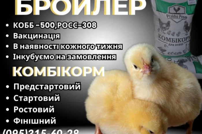 Ціплята добовий Бройлер КОБ-500- фото № 4