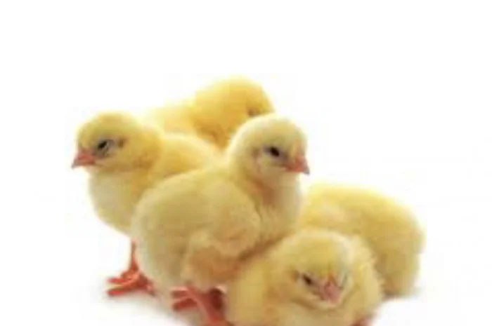 Добовий Бройлер КОБ-500; РОС-708, РОС-308- фото № 1