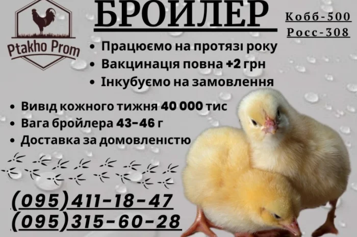 Добовий Бройлер КОБ-500; РОС-708, РОС-308- фото № 2