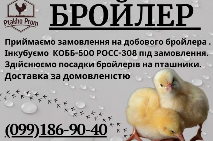 Добовий Бройлер КОБ-500; РОС-708, РОС-308- фото № 3