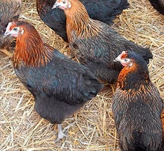 Куры несушки Ломанн Браун, Леггорн, Белорусские молодки-5, 5 мес начинают нестись- фото № 2