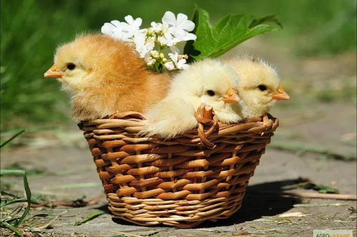 Продам суточный молодняк бройлера КОББ-500, утки, индюшата- фото № 1