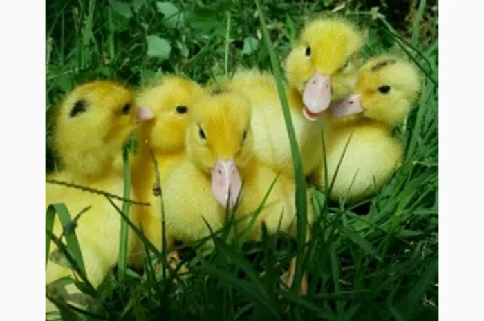 Продається суточний молодняк бройлера КОББ-500- фото № 2