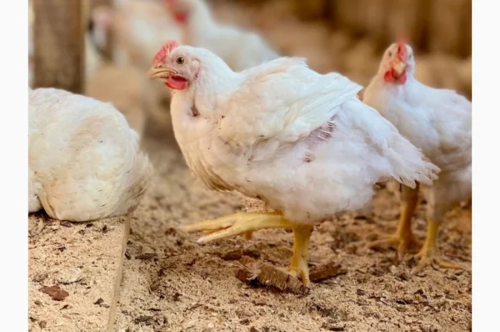 Домашні Бройлери - продаж- фото № 2