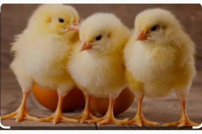 Бройлер добовий кобб500- фото № 1