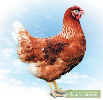 Куры Ломан Браун- фото № 1