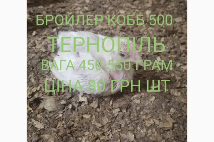 Бройлер кобб 500 Тернополь- фото № 1