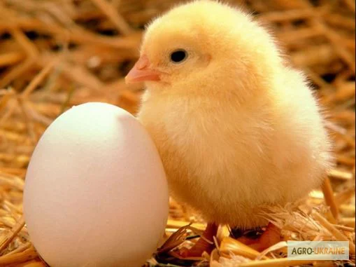 Молодняк КОББ-500- фото № 1