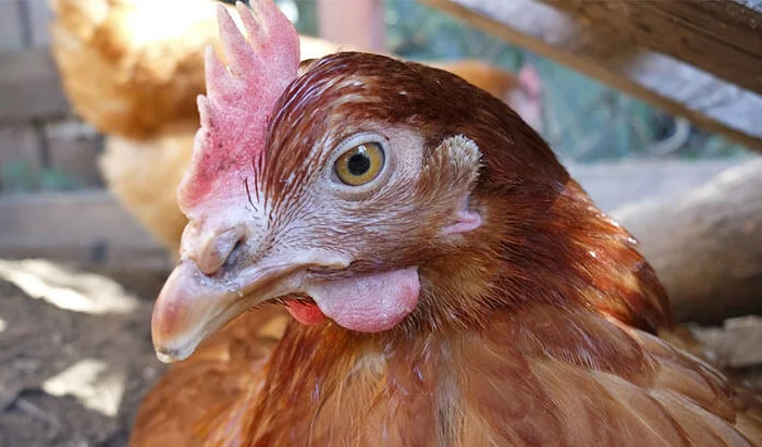 Продам дорослу курку породи ломан Браун опт- фото № 1