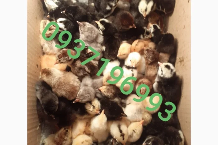 Курчата домашній мясо- яєчний крос Домінанта- фото № 1