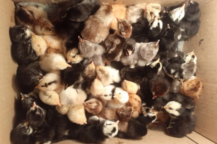 Курчата домашній мясо- яєчний крос Домінанта- фото № 2