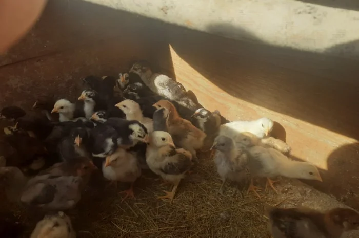 Курчата домашній мясо- яєчний крос Домінанта- фото № 3